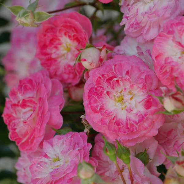 PINOCCHIO® PINOCCHIO®